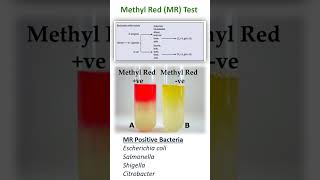 METHYL RED TEST [upl. by Mccormac]