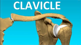 Clavicle  Anatomy  Bangla  Bones of Upper Limb [upl. by Telracs462]