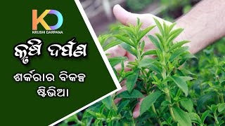 The stevia plant is an herbal shrub that is native to South America [upl. by Veejar]