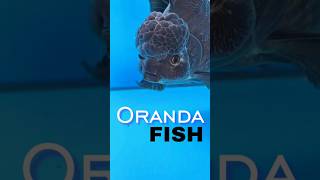 Oranda goldfish tank setup  Oranda fish care  goldfish aquarium setup goldfish fish aquarium [upl. by Wertheimer830]