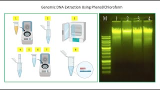 How To Perform DNA Extraction Using Phenol Chloroform Method 🧑🏻‍🔬🧬👇 [upl. by Iemaj]