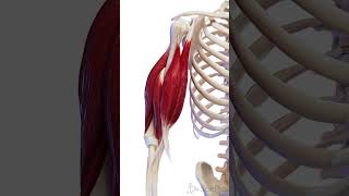 💪 Unveiling the Biceps Anatomy and Movement 💪 anatomy meded 3danimation [upl. by Tullusus]