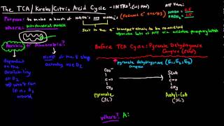 TCA  Krebs  Citric Acid Cycle Part 1 of 3  Introduction and PDH Complex [upl. by Aiykan877]