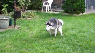 Siberian Husky with hip dysplasia diagnosis 2 years old [upl. by Ylliw]