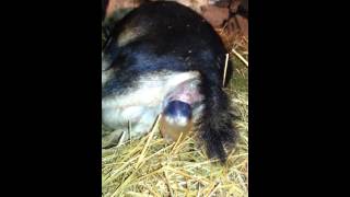 Bambi the fainting goat gives birth at Sweet Rebel [upl. by Mossberg]