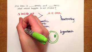 LPA 1C  Osmolarity Practice Problems [upl. by Delmer]