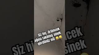 Sinekle örümceğin kavgası 🕷️🪰 music song hiphop beats rap keşfet funny örümcek sinek kav [upl. by Areis574]