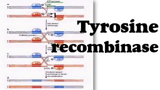 Tyrosine recombinase [upl. by Guillema]