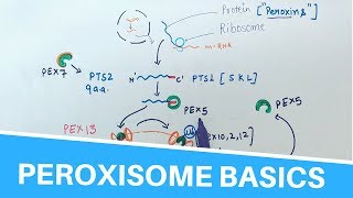 Peroxisome Basics [upl. by Raquel355]