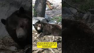 Black Bear  Cute but not cuddly animalshorts animalfacts wildlife bears blackbear [upl. by Leelaj]