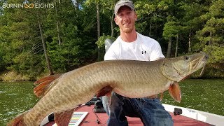 Why We Musky Fish  Highlight Video [upl. by Alius]