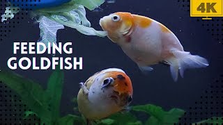 🥬Close up views of goldfish eating lettuce relaxingvideo fishkeeping peces [upl. by Henryk]