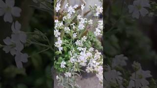 Gypsophila paniculata flowering plant in the family Caryophyllaceae [upl. by Australia]