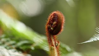 Amazing Facts About Ferns [upl. by Hooker]