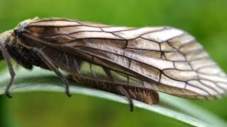 Самиця волохокрильця відкладає яйця  The female Trichoptera lays eggs [upl. by Hannahc]