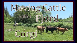 Corgi and Fjord Cattle Drive corgis horses cattle farming ranch fjords oregon animals [upl. by Chan605]