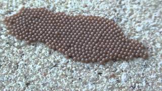 Moth Eggs Noctuidae on Cement Wall [upl. by Nrek]