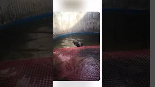 Sigueme Comparte Que lo vea todo el 🌍 Extrabajador del Zoo me enseñó esto🤬 delfines animales [upl. by Hermine]