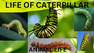 THE LIFE OF CATERPILLAR  ANIMAL LIFE LOVE FOR ANIMALS [upl. by Kopans]