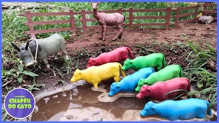 Boiada na Estrada Levando os Bois Coloridos para Beber Água e a Onça Aparece [upl. by Gnahk647]