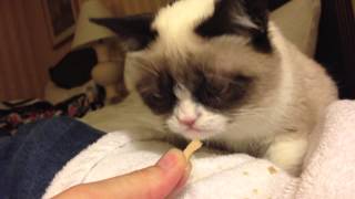 Grumpy Cat getting treats after being on the TODAY show [upl. by Oilenroc]