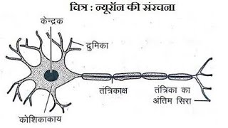 तंत्रिका कोशिका न्यूरॉन [upl. by Cecelia]