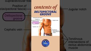 Contents of deltopectoral groove shorts deltopectoralgroove anatomy [upl. by Lewanna273]