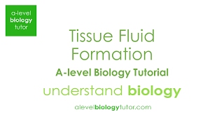 Tissue fluid formation Alevel Biology OCR A Edexcel AQA [upl. by Manoop]