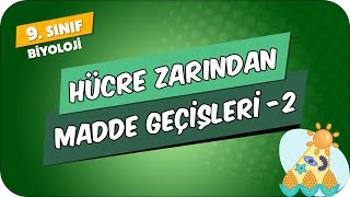 Hücre Zarından Madde Geçişleri  2  9Sınıf Biyoloji 2024 [upl. by Nat576]