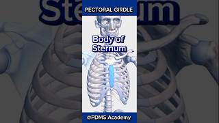 Skeleton skeletal system pectoral girdle medicine humananatomy pharmamcqs [upl. by Matias372]