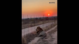 Two tshukudu males lions wildanimals africanlionsafari shorts [upl. by Narak488]