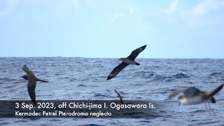 Kermadec Petrel 3 Sep 2023 off Chichijima Ogasawara Is [upl. by Shakti]