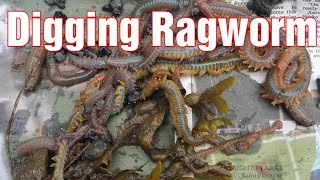 Ragworm for fishing bait [upl. by Nwahsak219]