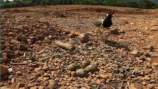 4quotRedwattled lapwing Bird Protect her eggs in the nest Review Bird Nest [upl. by Dasi506]