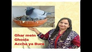 kabootar ka ghosla ghar mein hona shubh ya AshubhDaily vastu tips for homekunal kalra [upl. by Atival]