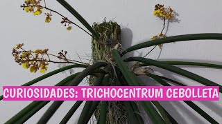 CURIOSIDADES TRICHOCENTRUM CEBOLLETA [upl. by Bertilla]