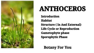 What is Anthoceros  Introduction habitatstructurereproductiongametophytesporophytic phase [upl. by Elegna674]