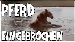 Pferd eingebrochen [upl. by Ailedroc]