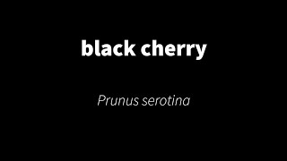 Prunus serotina  black cherry [upl. by Ysdnil]