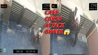 Cane Corso Attack Owner 😱 Dangerous Dog In The World [upl. by Gavette92]