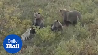 Adorable clip shows puppy playing with a family of bears [upl. by Daryn]