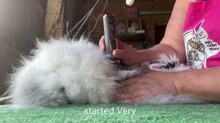 Angora rabbit shearing [upl. by Cathi12]