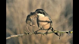 Great grey shrike hunting  Butchering Bird [upl. by Tenaej860]