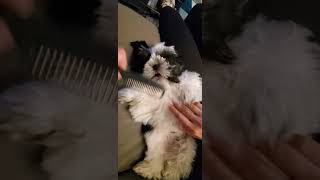 Brushing Shih Tzu Puppy 🐶😁 puppy shihtzu dogs pets shihtzupuppie dogbreed [upl. by Gussie153]