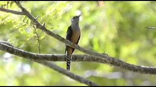 Plaintive Cuckoos call by Sunny Liew [upl. by Nerland]