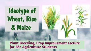 Ideotype of Wheat Rice and Maize crops [upl. by Leummas]