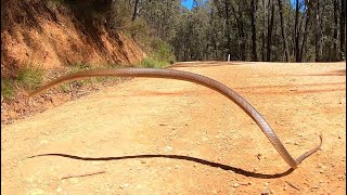 Eastern Brown Snake jumps into the air [upl. by Adachi]