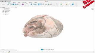 Transfer a 3D scanned bovine hearth to Fusion 360 from Blender [upl. by Ahrens]