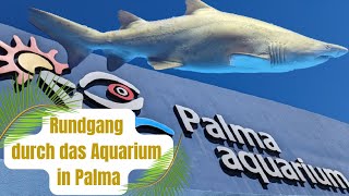 Rundgang durch das Palma Aquarium auf Mallorca [upl. by Kwabena955]