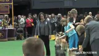 Pyrenean Shepherd debuts at Westminster [upl. by Nodlew379]